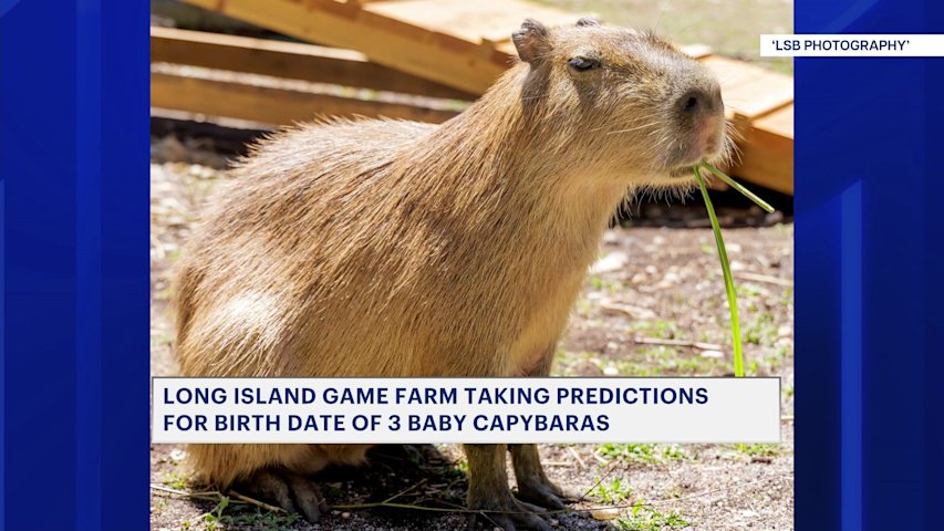 Long Island Game Farm issues contest to win VIP capybara encounter