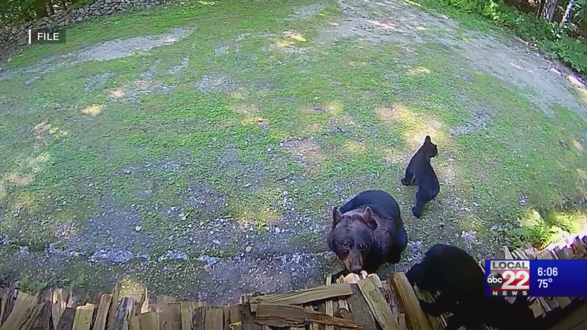 Vermont bear hunting season starts Sep. 1