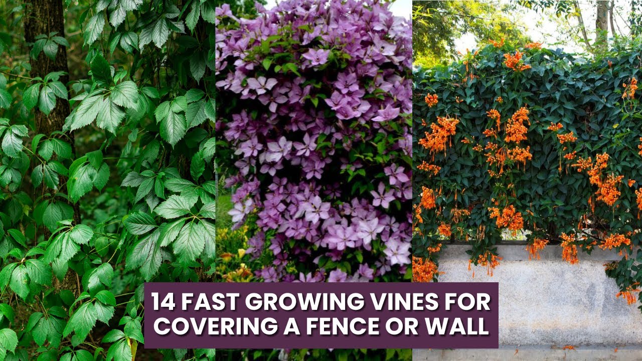14 vines that can transform a plain wall into greenery