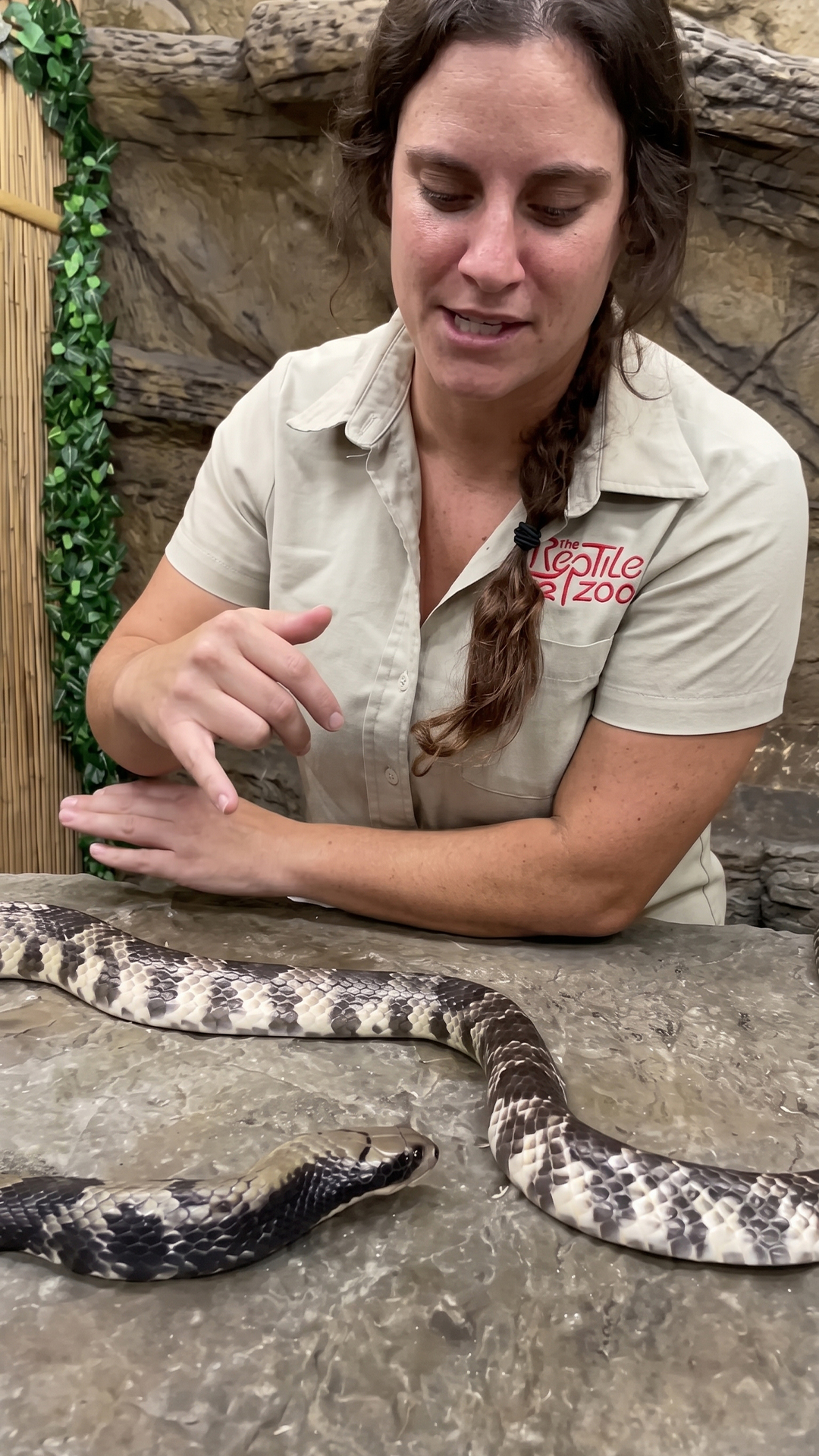 False water cobra feeding display reveals unique swallowing skills