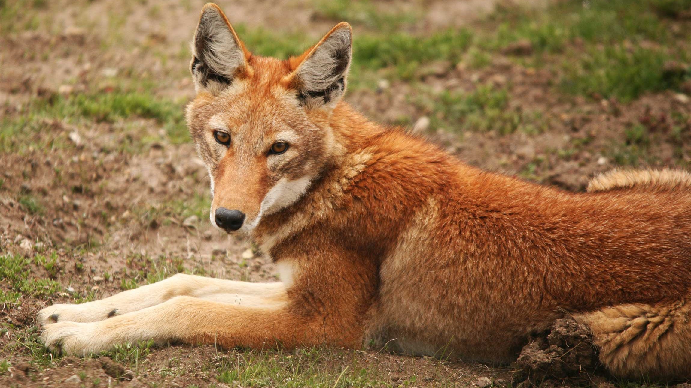 This wolf waits outside a mole rat’s burrow without moving... then it ...