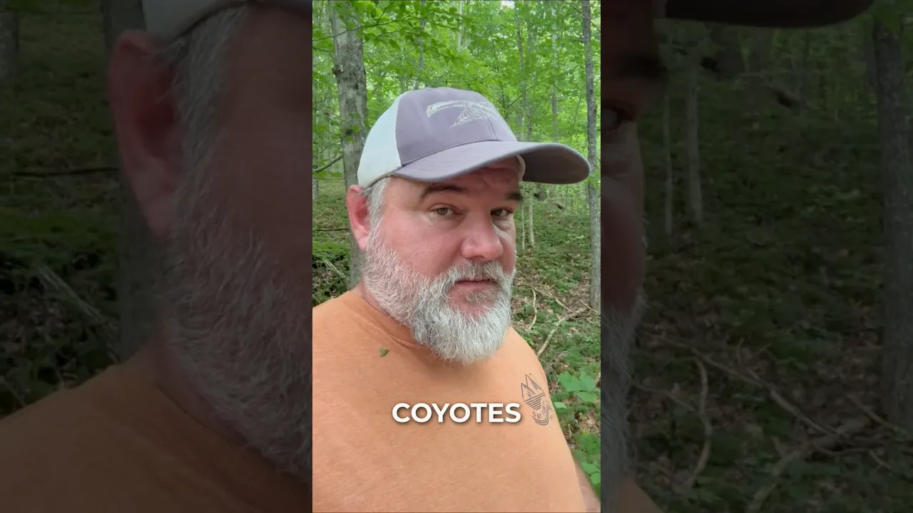 Coyote tracking: Look for more than footprints