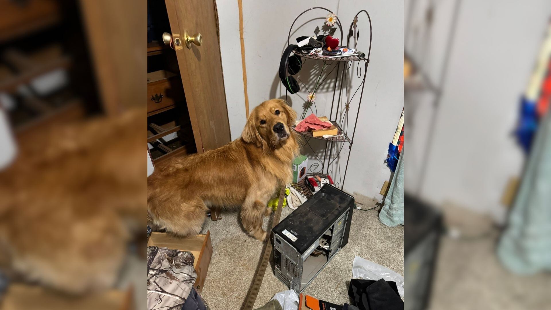 Electronic-sniffing K-9s return to Greenville for advanced training