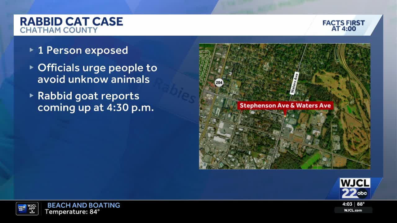 Stay cat tests positive for rabies in Savannah