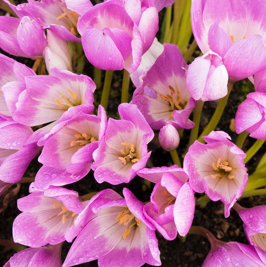 plant-these-6-bulbs-in-september-for-enchanting-flowers-that-appear