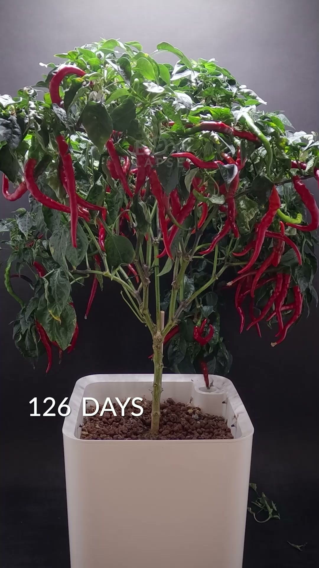 Hydrocucumber + hairy pepper, clover & Brussels sprout growth