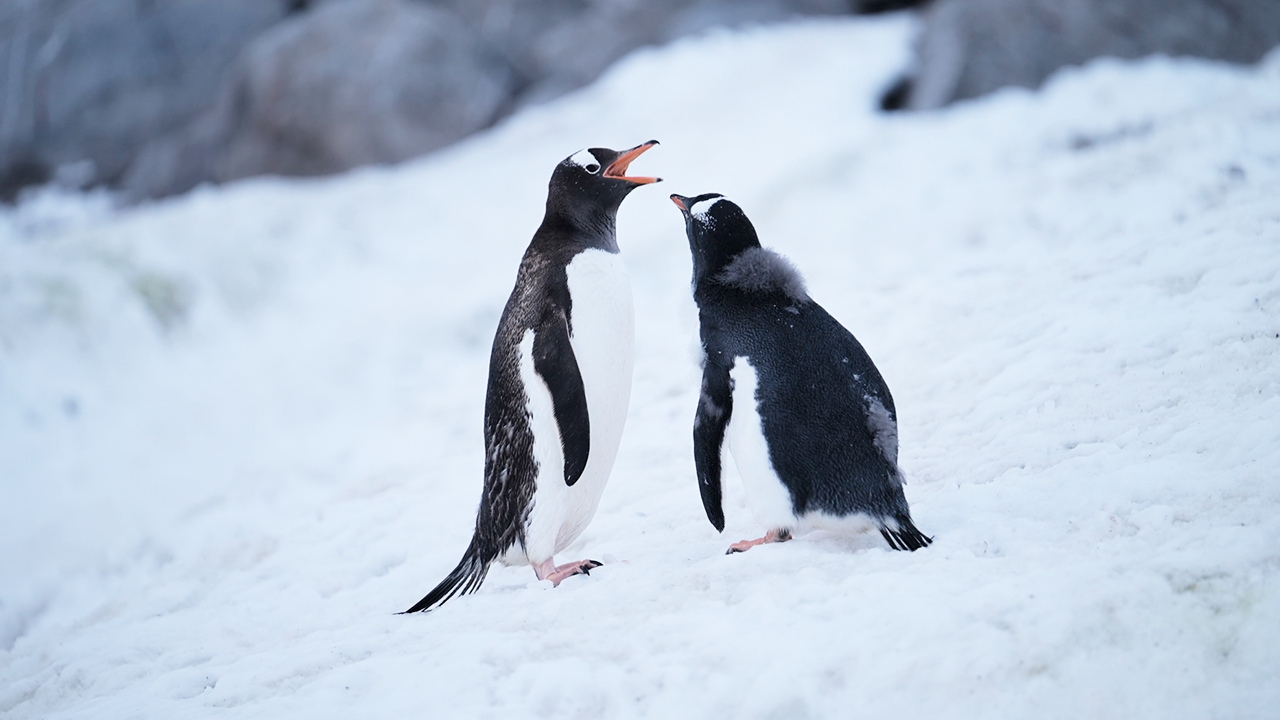 I filmed these penguins taking care of each other