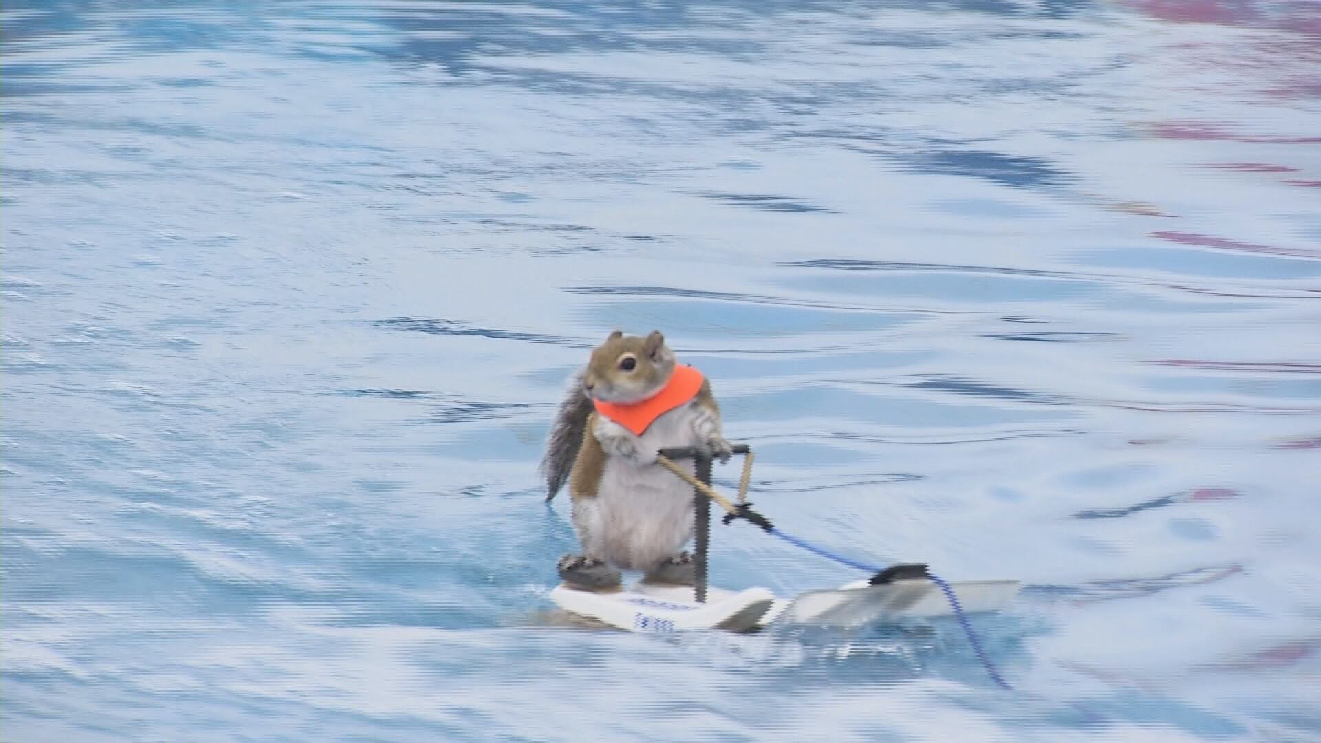 ‘He would be very proud': Waterskiing squirrel act carries on family legacy at fair