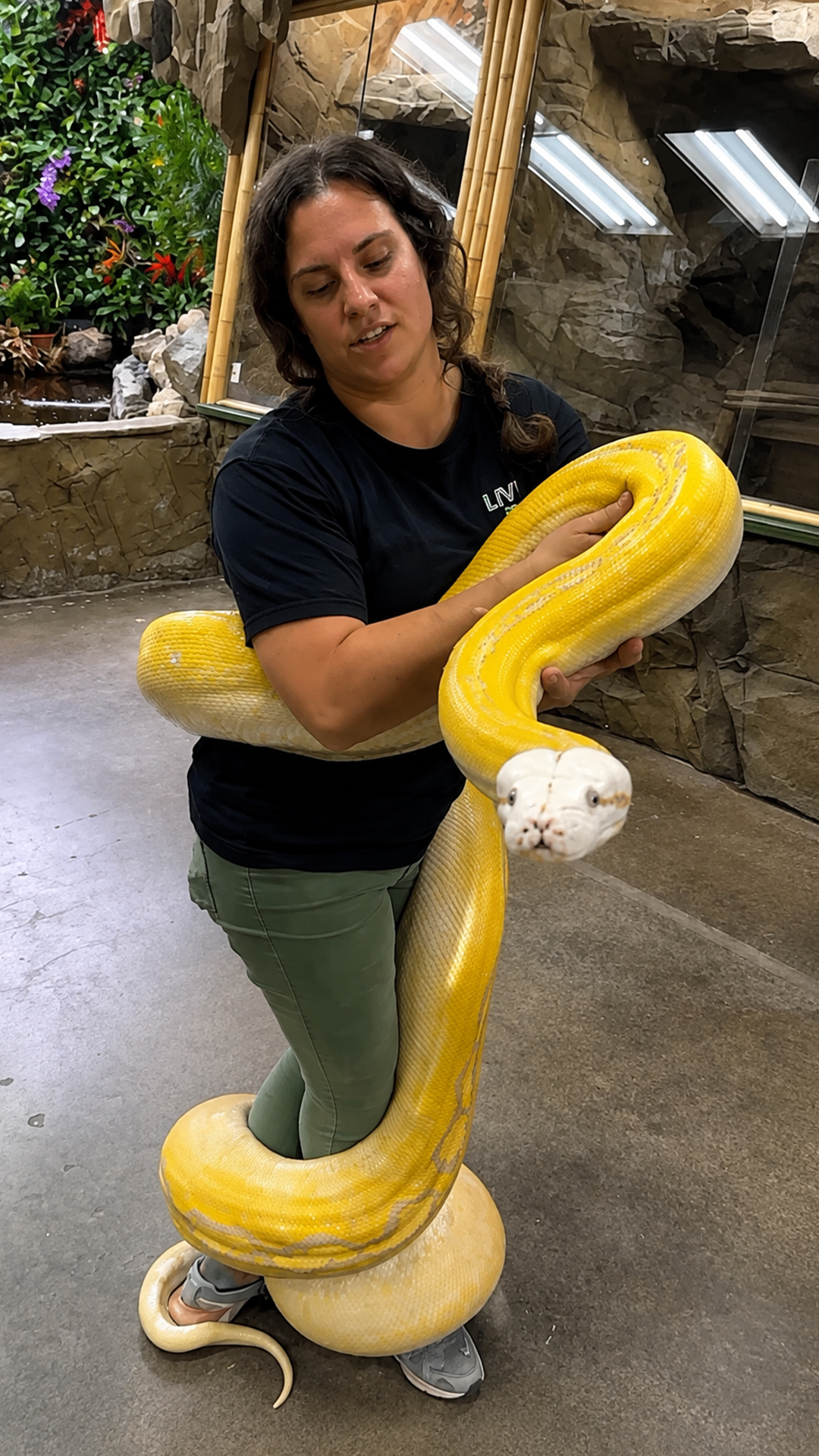 A giant yellow python wraps around its handler's legs while being moved
