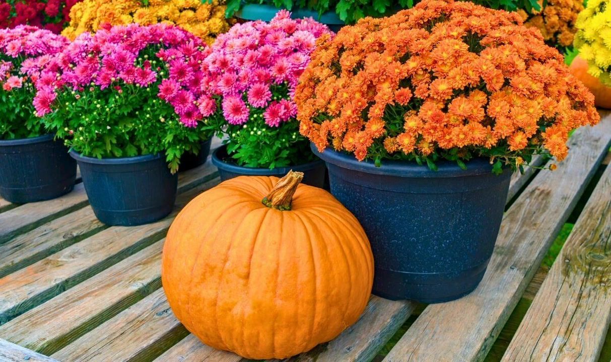gardener-shares-7-flowers-to-grow-in-september-to-have-a-colourful