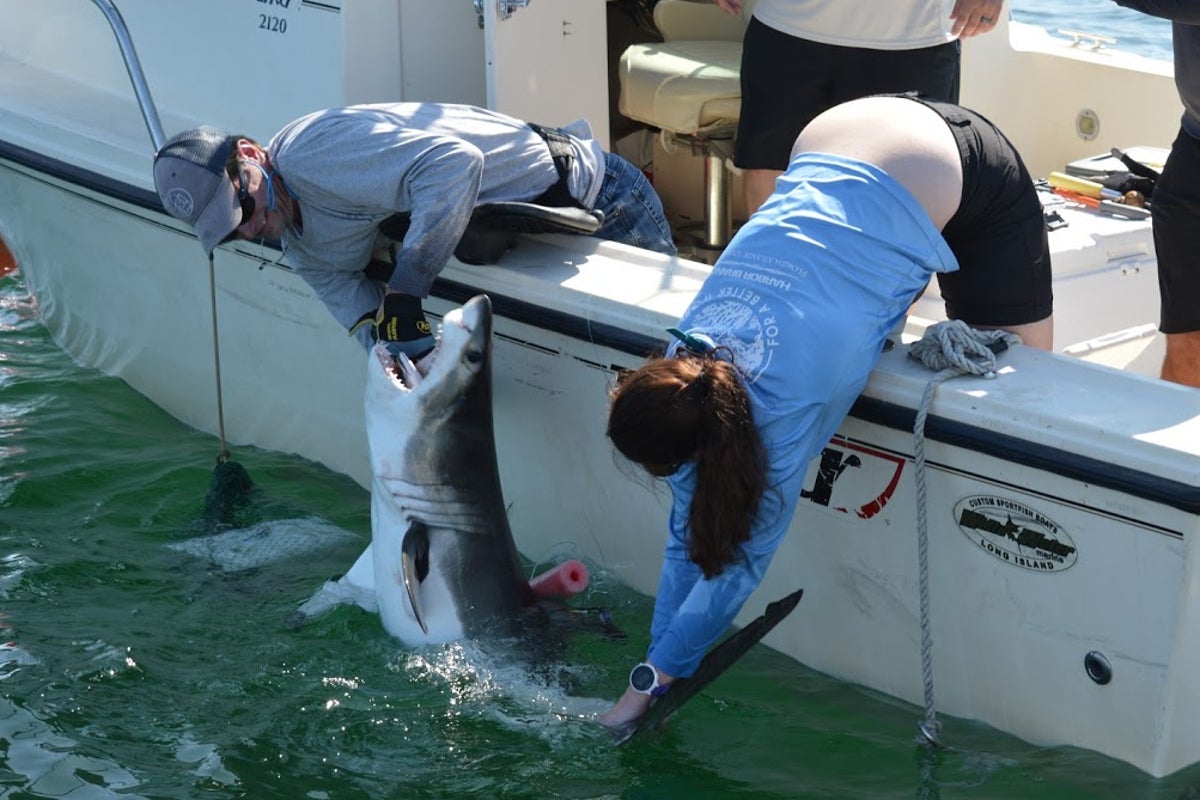 Inside the secret shark nursery lurking just off New York's Hamptons