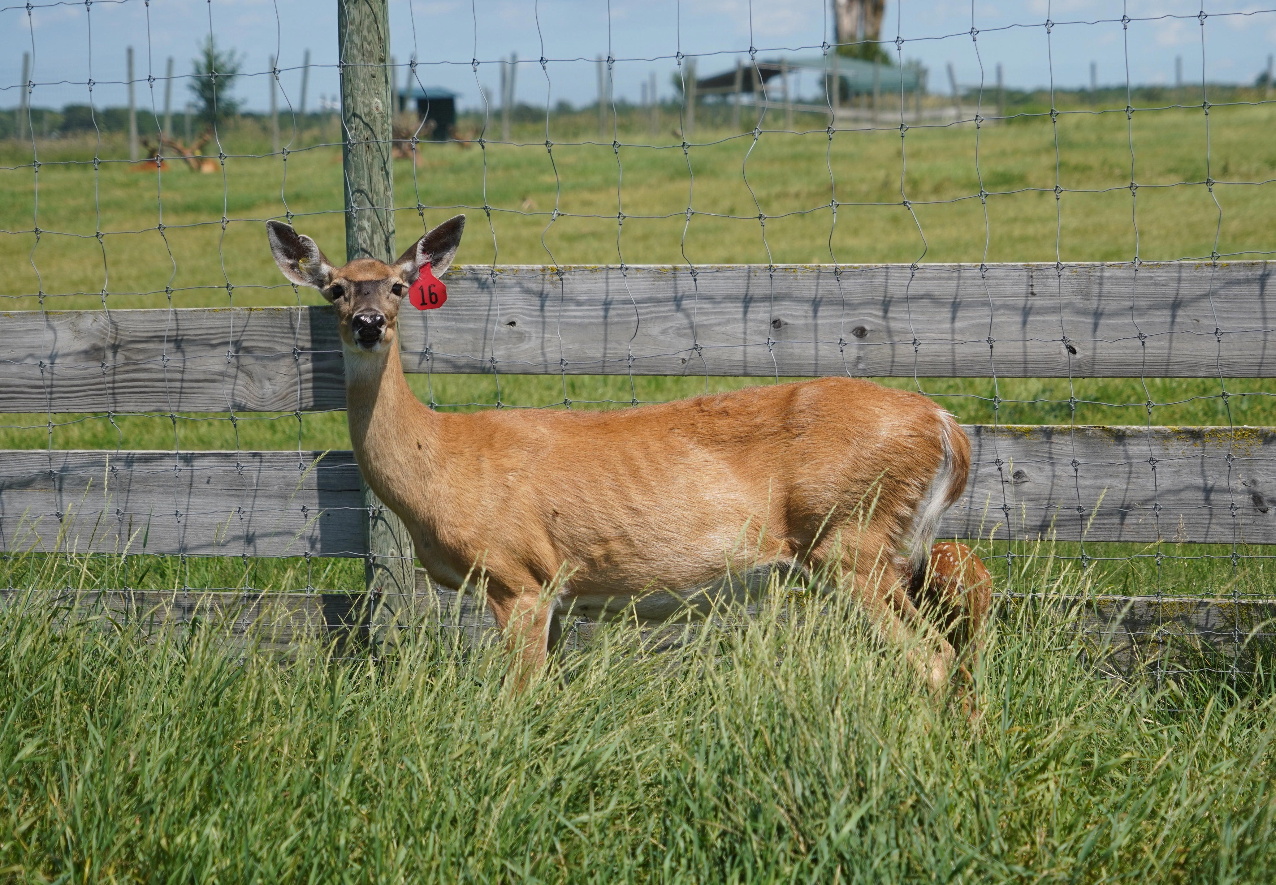 First case of chronic wasting disease in wild deer hits Marinette County