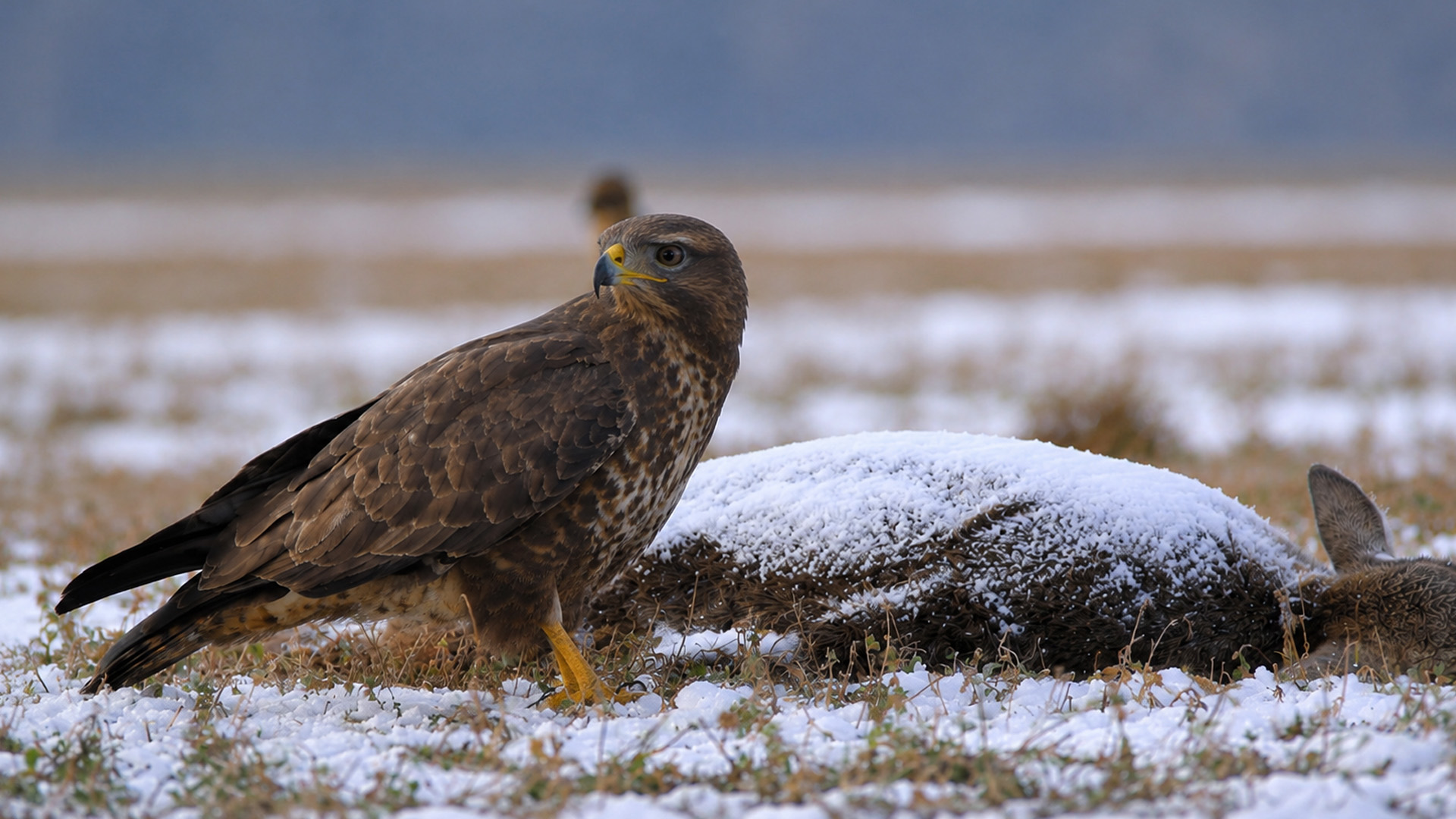 Hidden camera captures buzzards feeding beside a deer carcass in snow
