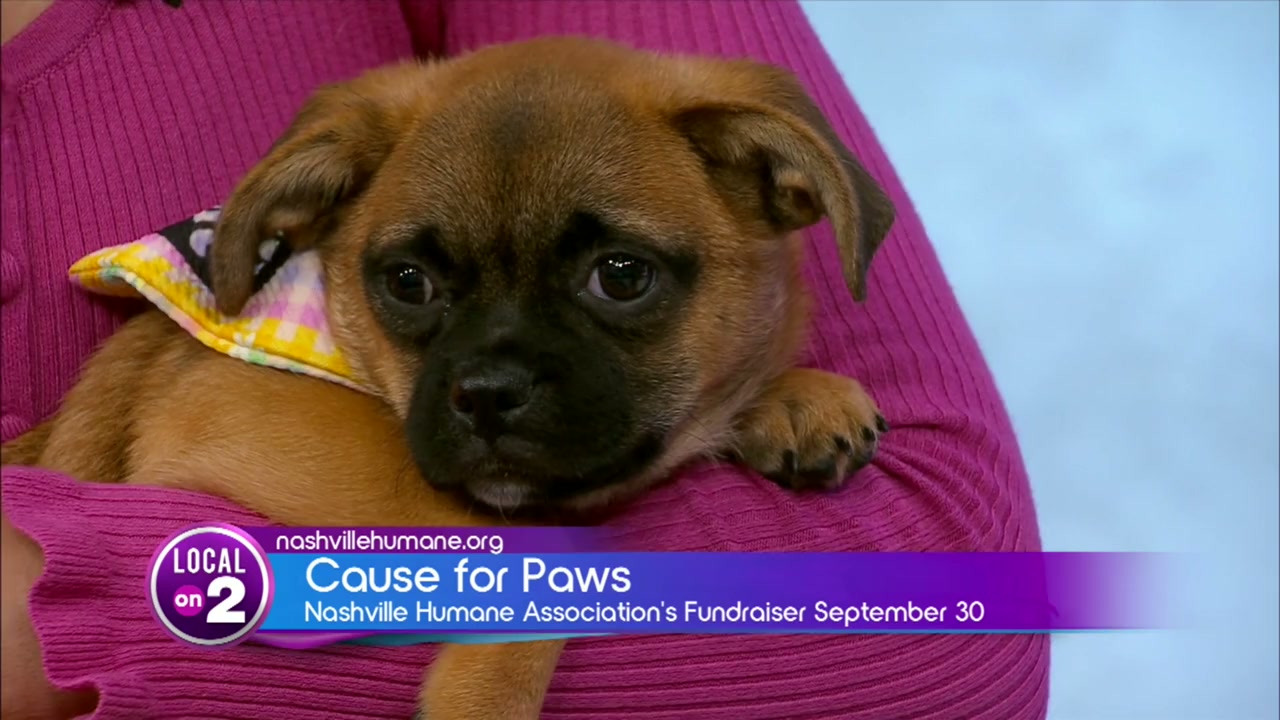 Nashville Humane Association: Cause for Paws