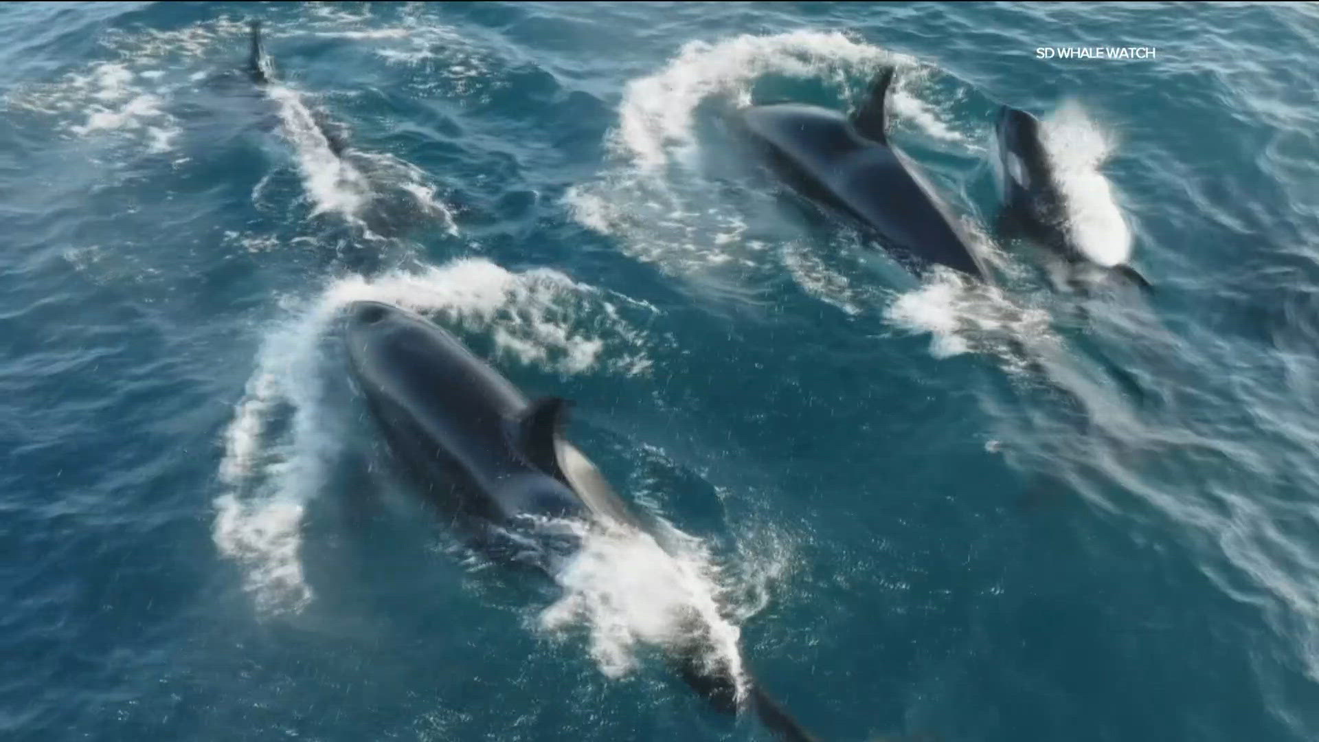 Pod of orcas spotted off San Diego coast