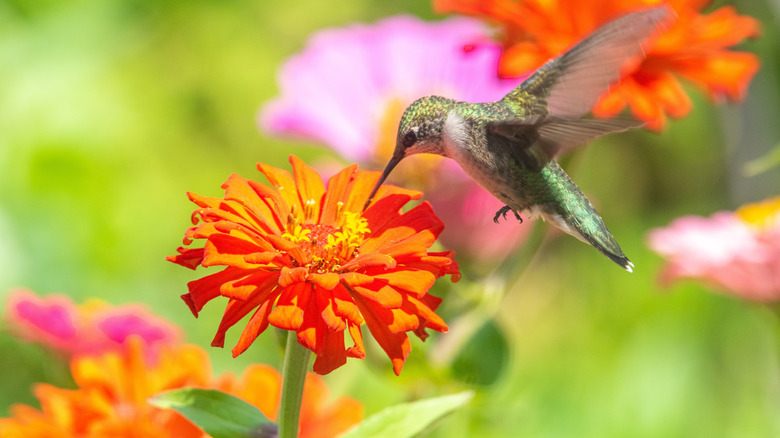 plant-these-12-flowers-near-your-birdbath-to-turn-it-into-a-bird-magnet
