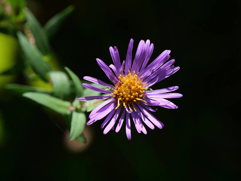 september-has-2-birth-flowers-to-choose-from-here-s-exactly-what-they