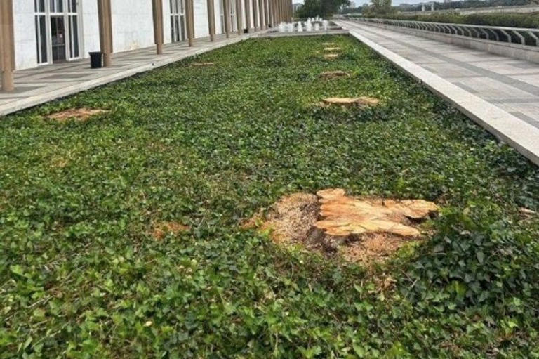 Bitter Trump razes 40 weeping willow trees outside Kennedy Center commemorating assassinated president