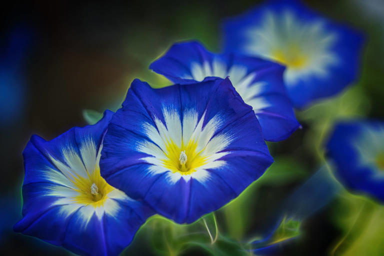 september-has-2-birth-flowers-to-choose-from-here-s-exactly-what-they