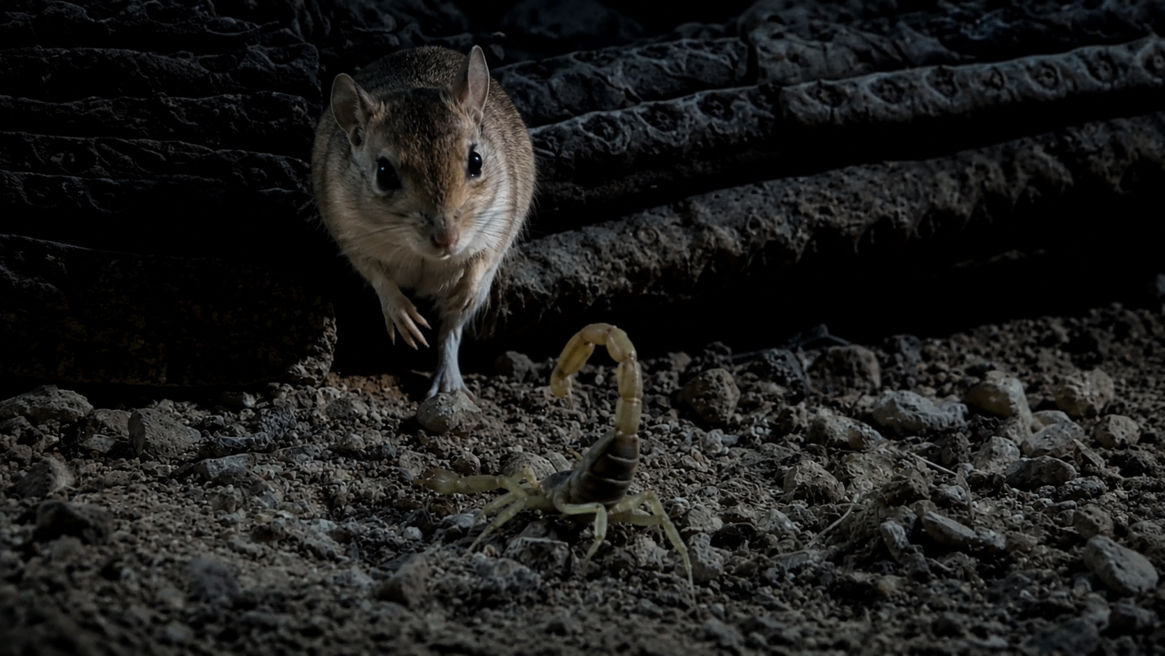 This desert mouse didn’t realize a scorpion was this close - and got ...