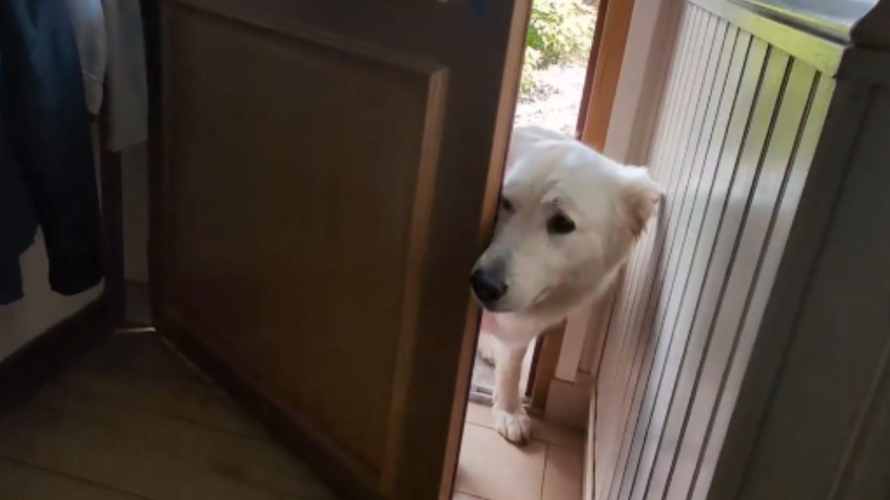 Dog's comical response captured after spotting owner in costume