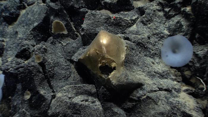 El misterioso objeto dorado hallado a 3.000 metros de profundidad