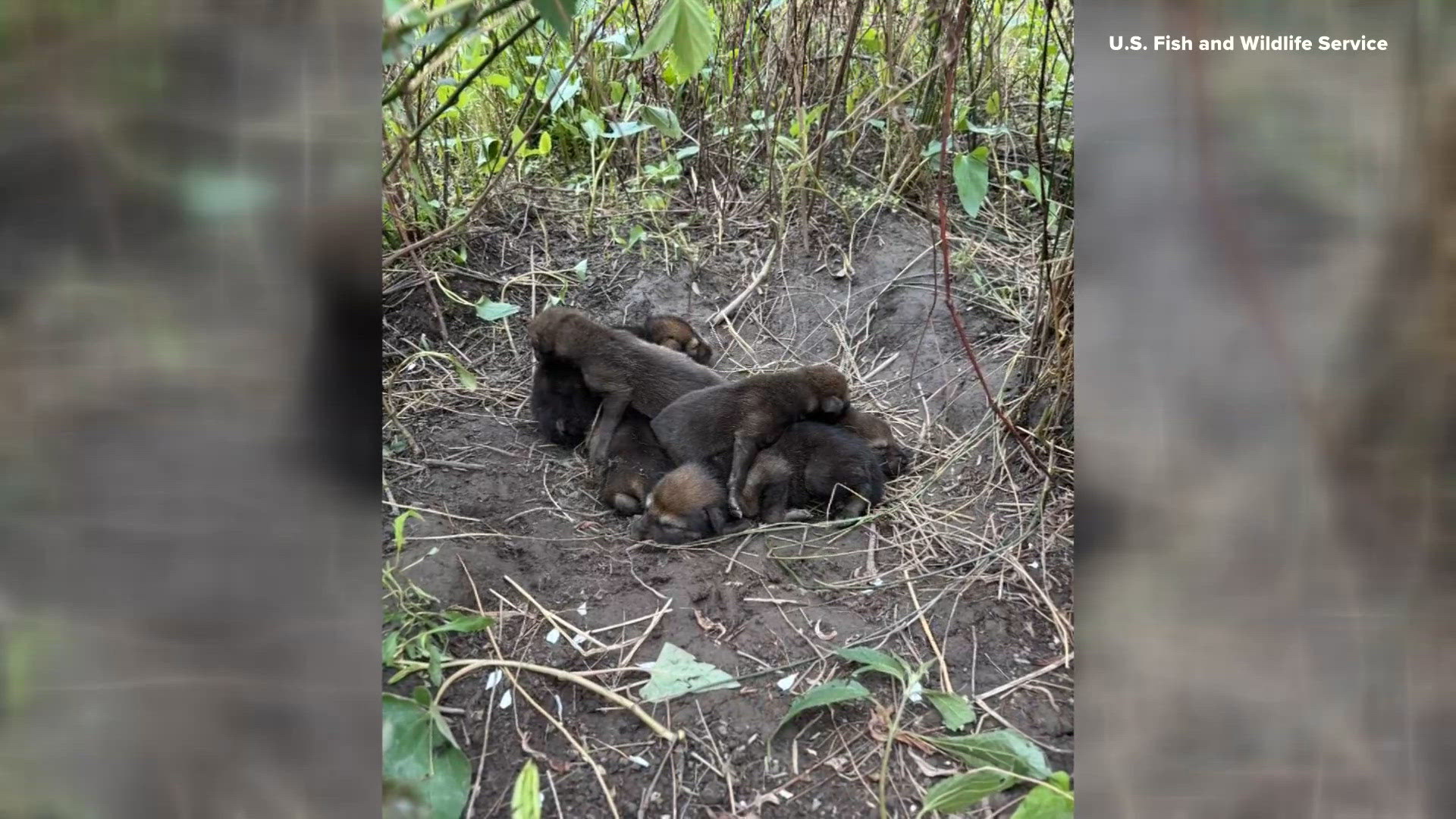 Saint Louis Zoo pups join wild wolf family to help save endangered species