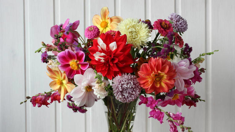 september-has-2-birth-flowers-to-choose-from-here-s-exactly-what-they