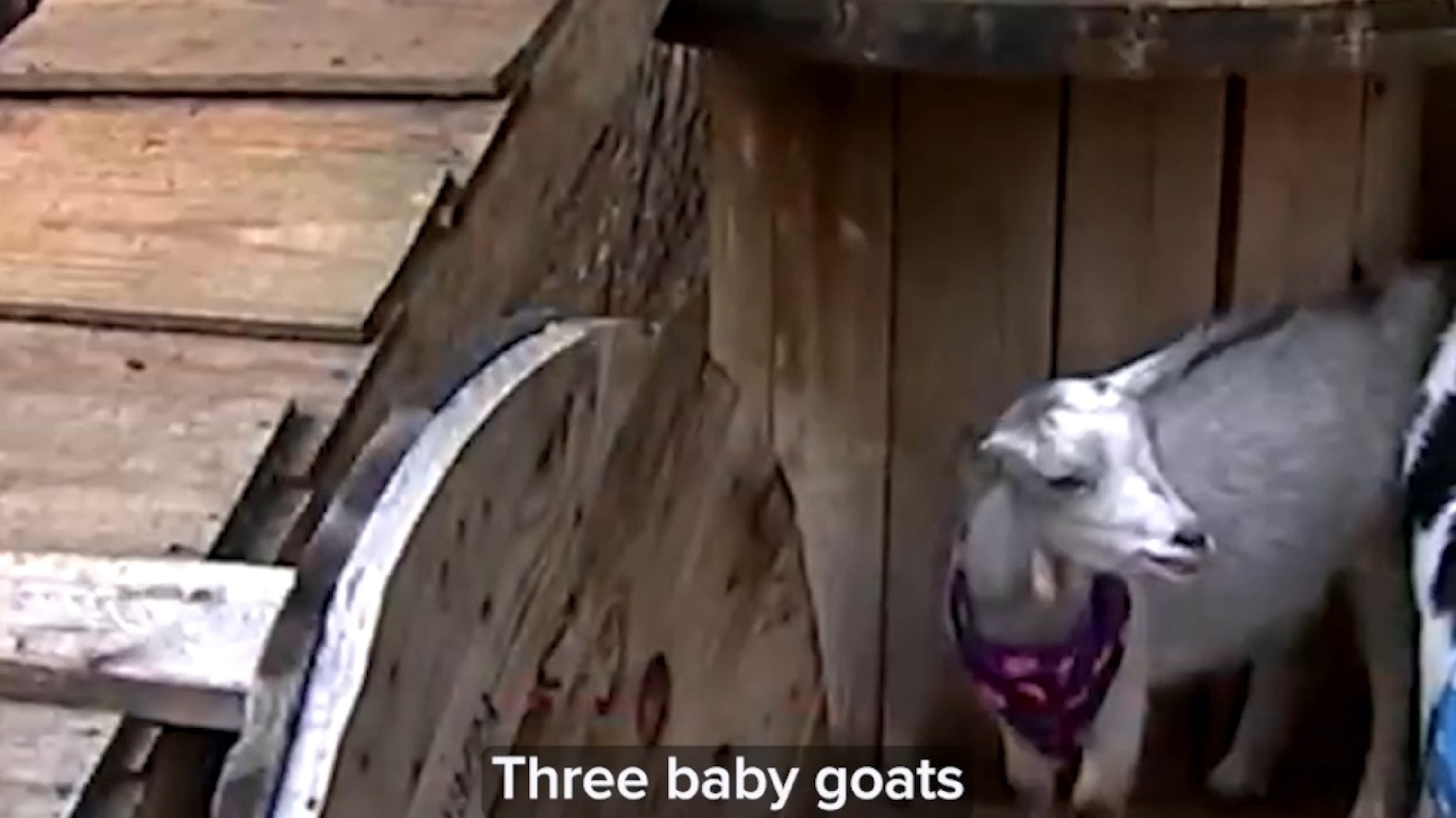 Rabies scare involving baby goats at North Carolina petting zoo
