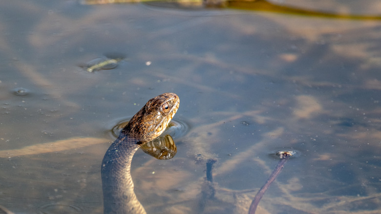 These Illinois lakes are crawling with snakes (here's where to watch ...