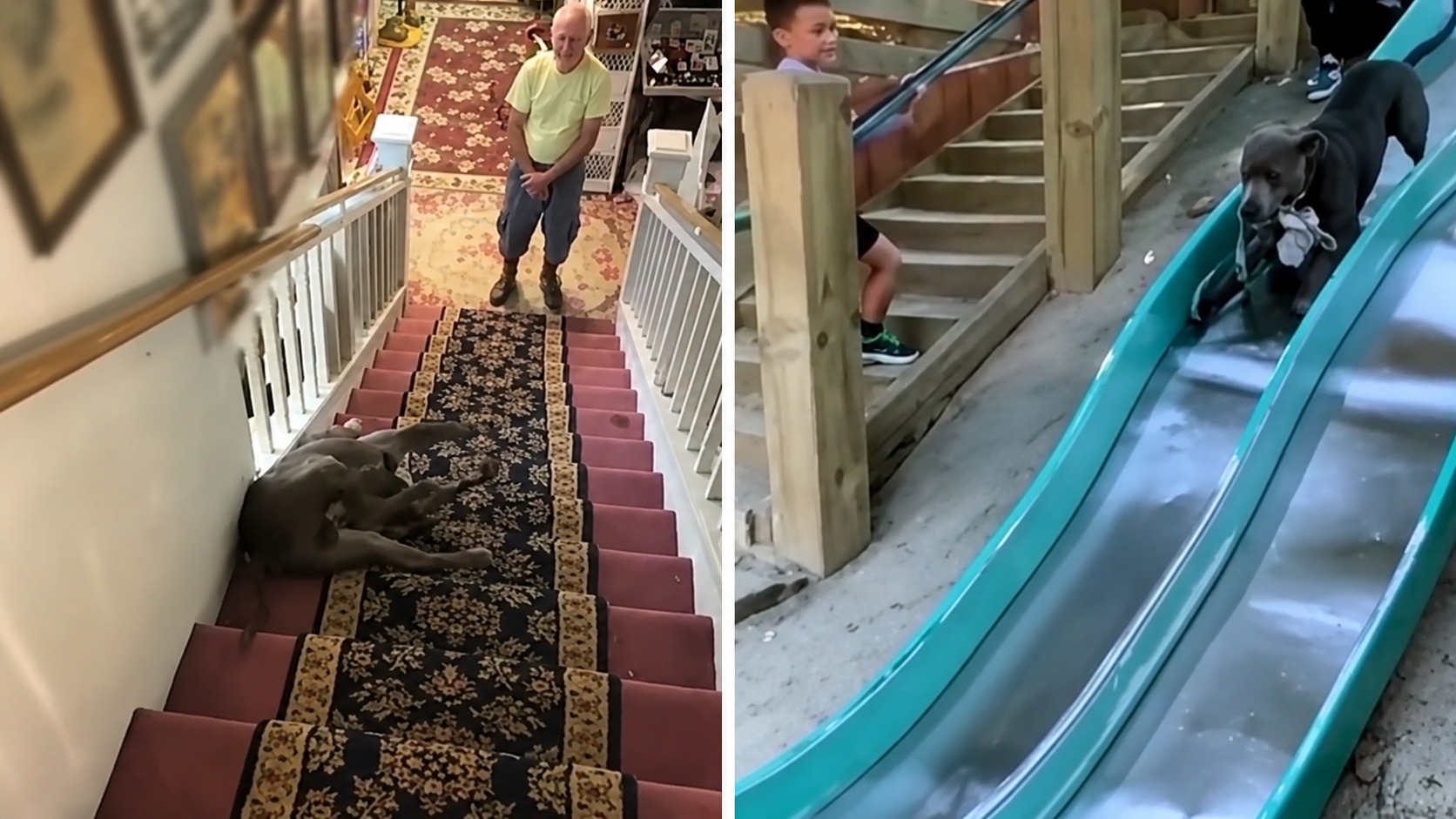These dogs made ordinary moments entertaining