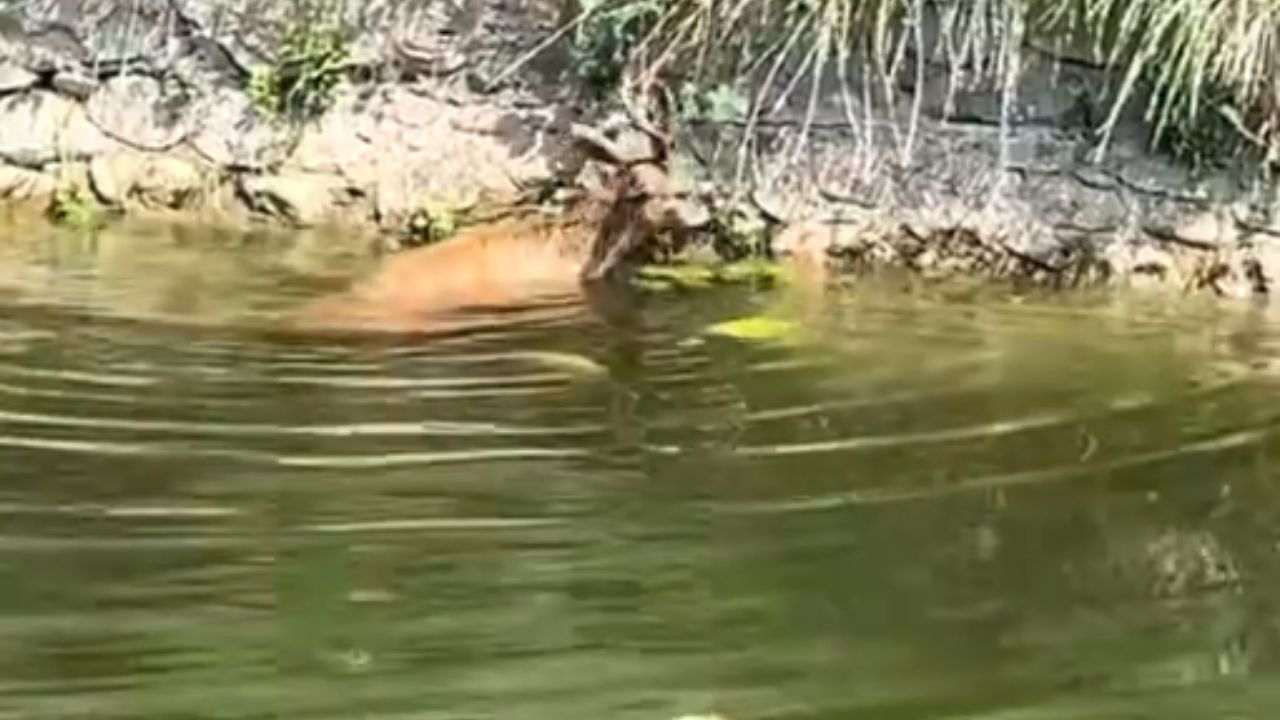 Gentleman rescues stranded roe deer from canal