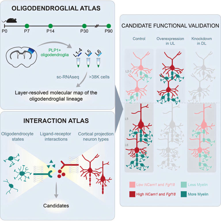 How the brain decides where to insulate its own wiring