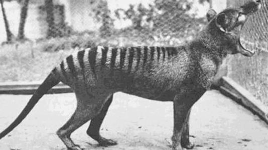 The thylacine was depicted as a threat to sheep, but this is probably very unlikely. - Image credit: Dr David Fleay, public domain