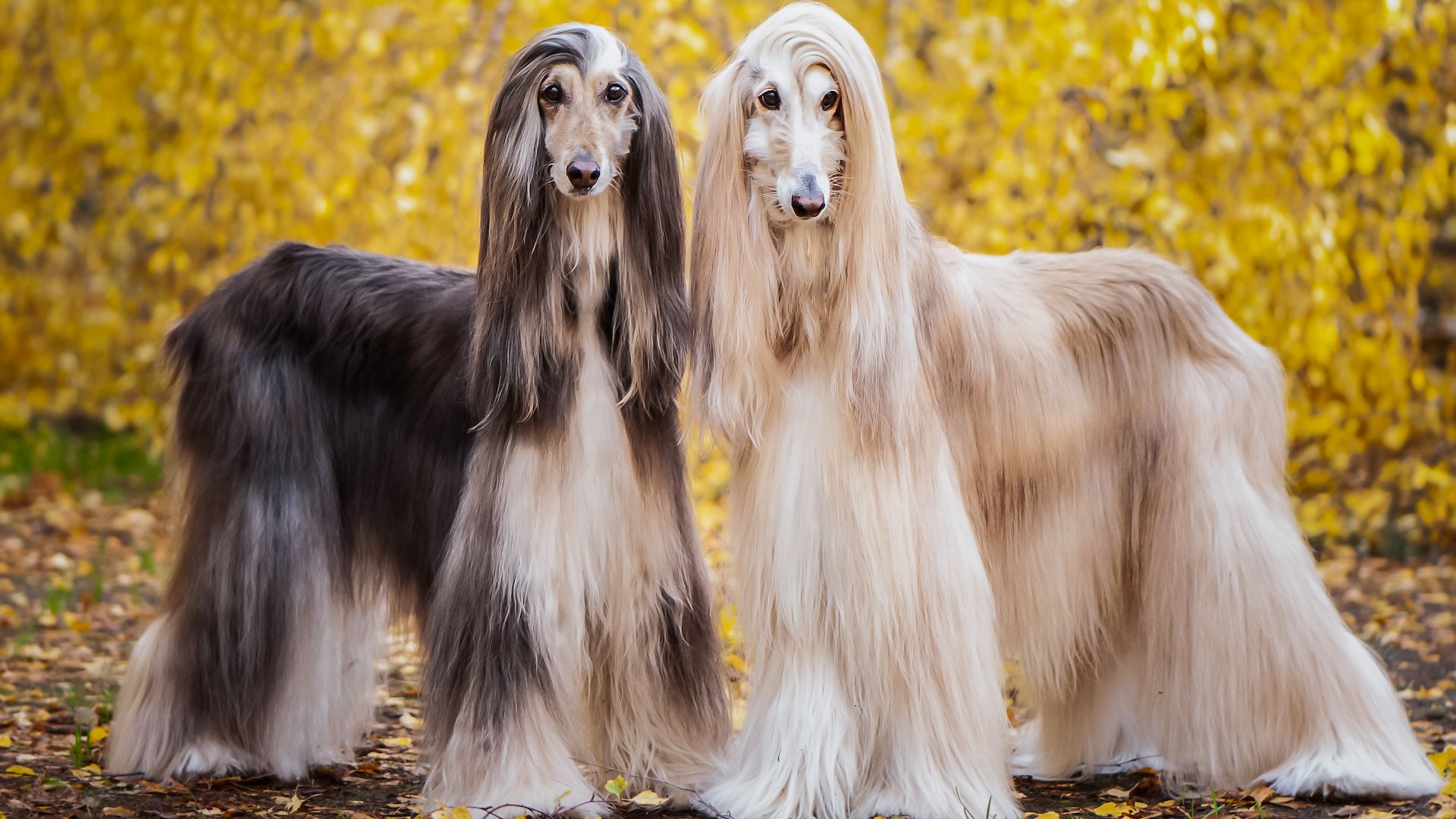 Is your dog a diva? Check out our list of high-maintenance dog breeds