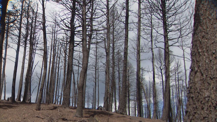 FEMA denies parts of Colorado's request for disaster aid