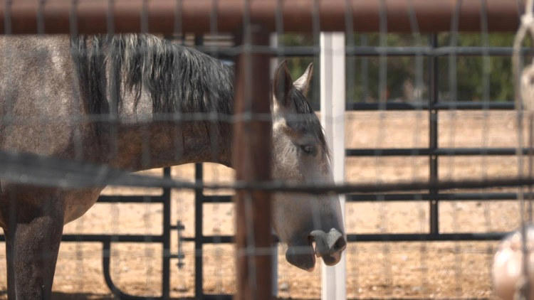 Arizona animal sanctuary cleaning up after monsoon storm