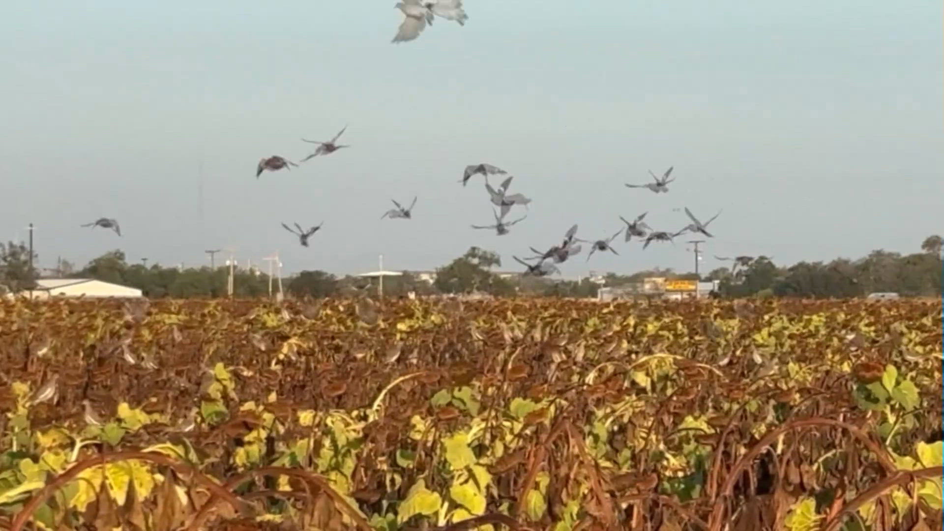 Dove season opens in South Texas as families pass down hunting traditions
