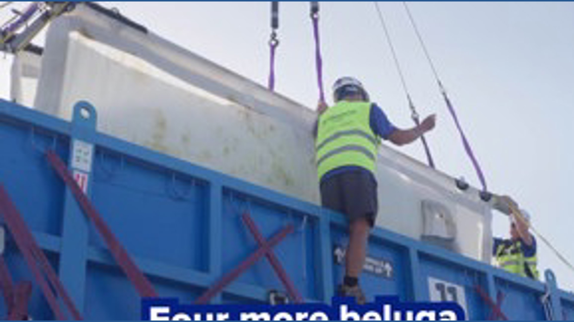 Four more beluga whales relocated to SeaWorld San Antonio