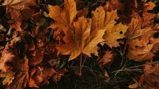 Fall equinox 2026: What astrologers say this seasonal shift can teach ...