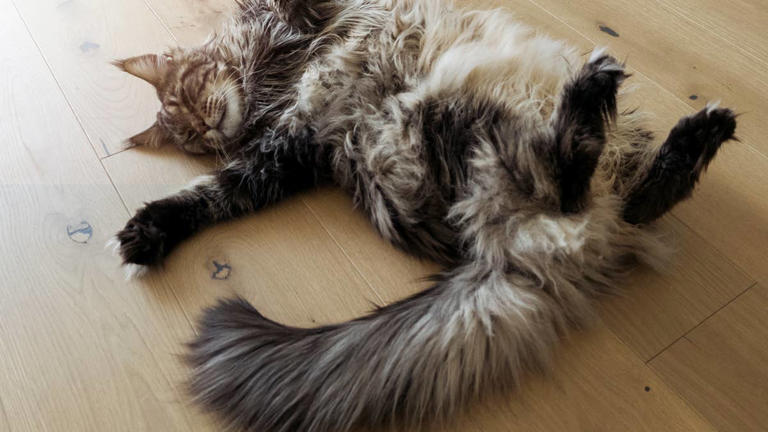 Rare Maine Coon kitten looks like a real-life oil painting