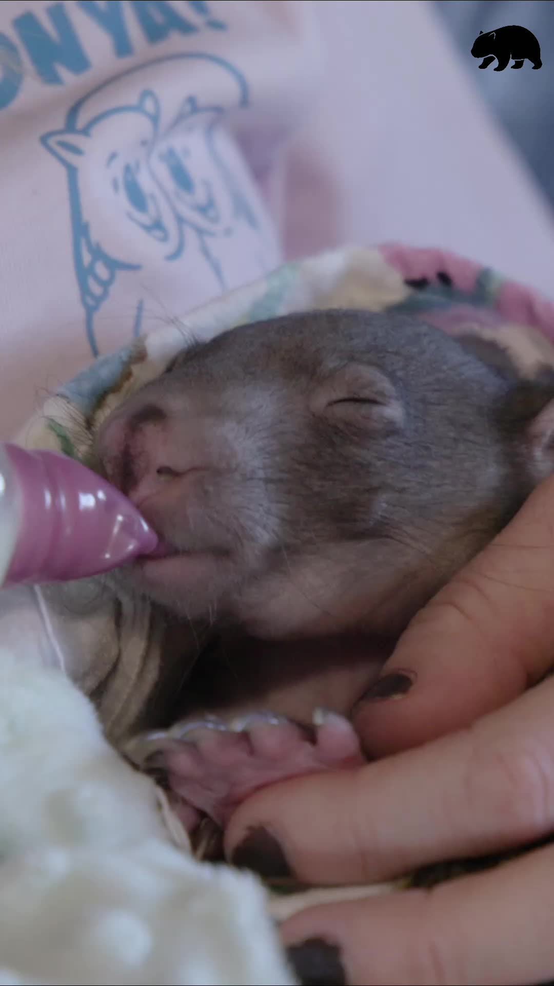 Caring for a tiny hairless wombat