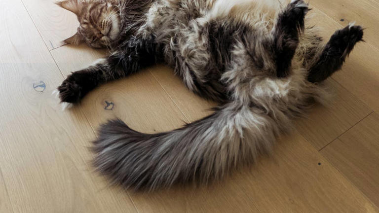 Rare Maine Coon kitten looks like a real-life oil painting