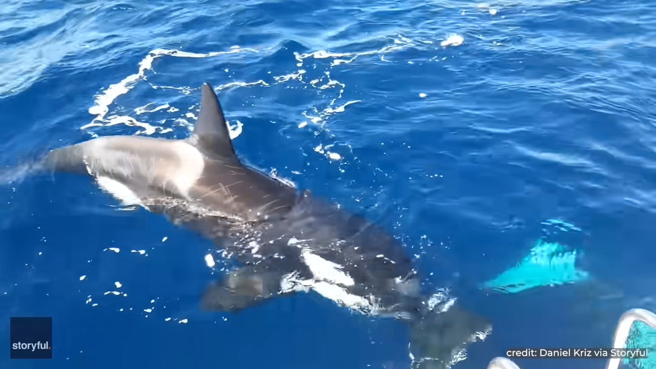 Watch 30-foot orcas rip both rudders off a boat in just 15 minutes
