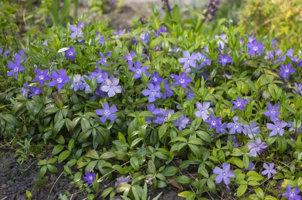 no-watering-no-mowing-these-tough-ground-cover-plants-transform-any
