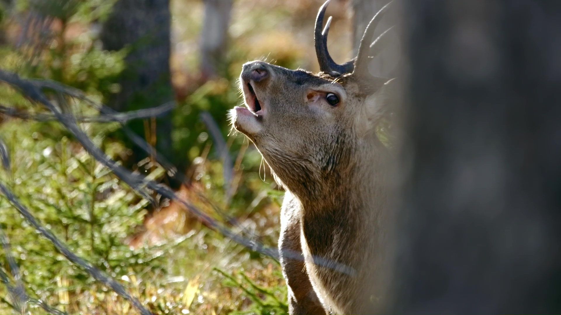A red deer sends a powerful call through forest