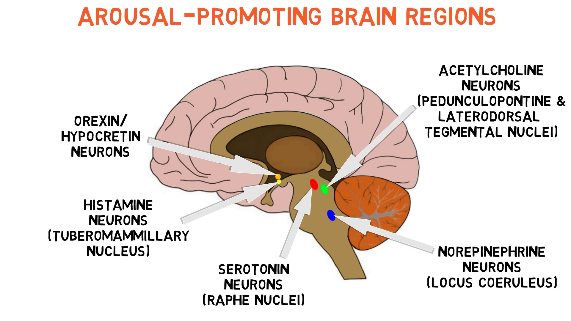 What actually happens to your brain while you sleep