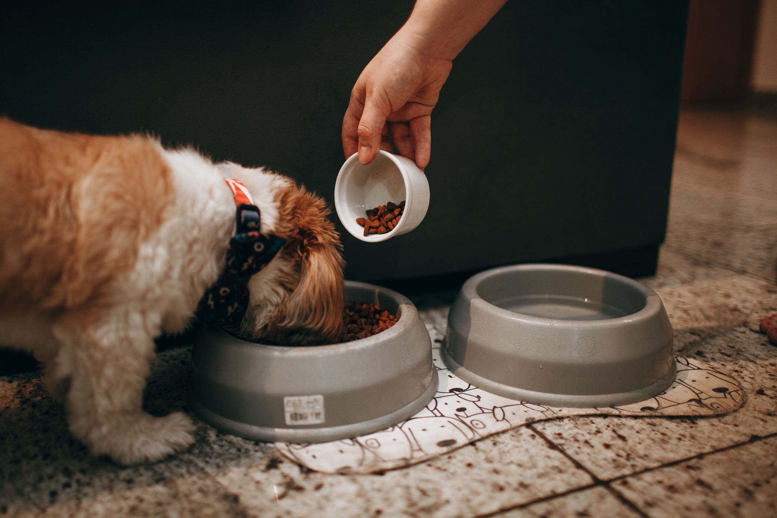 canada-s-pet-food-market-is-now-worth-over-5-billion