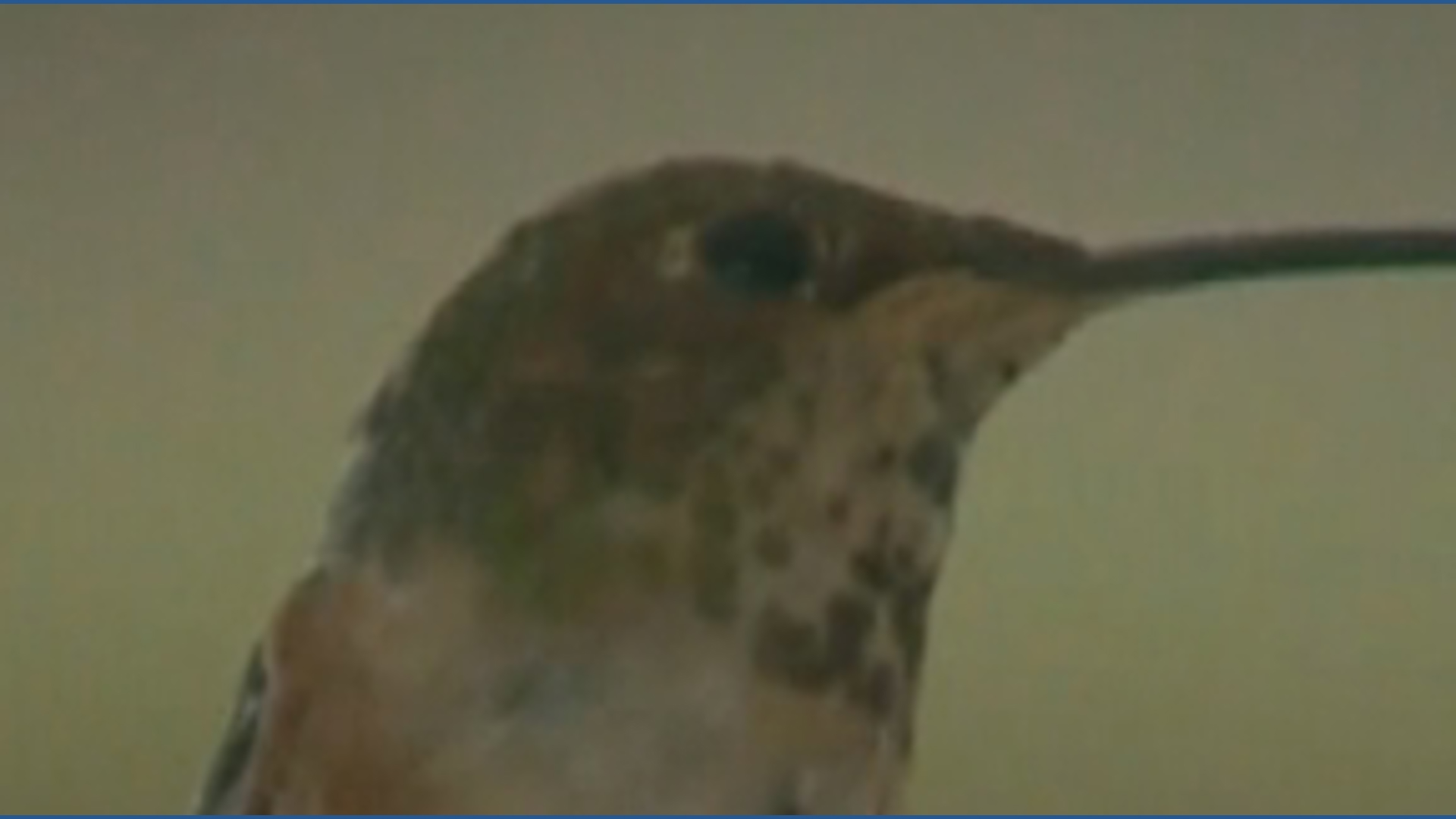 National Hummingbird Day: Celebrating tiny wonders