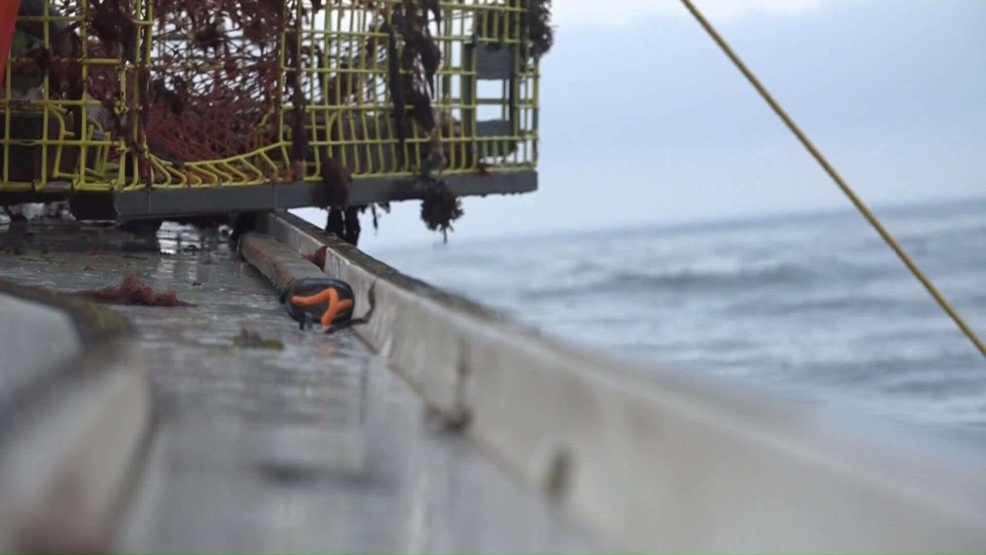 House passes bill delaying new North Atlantic right whale fishing rules